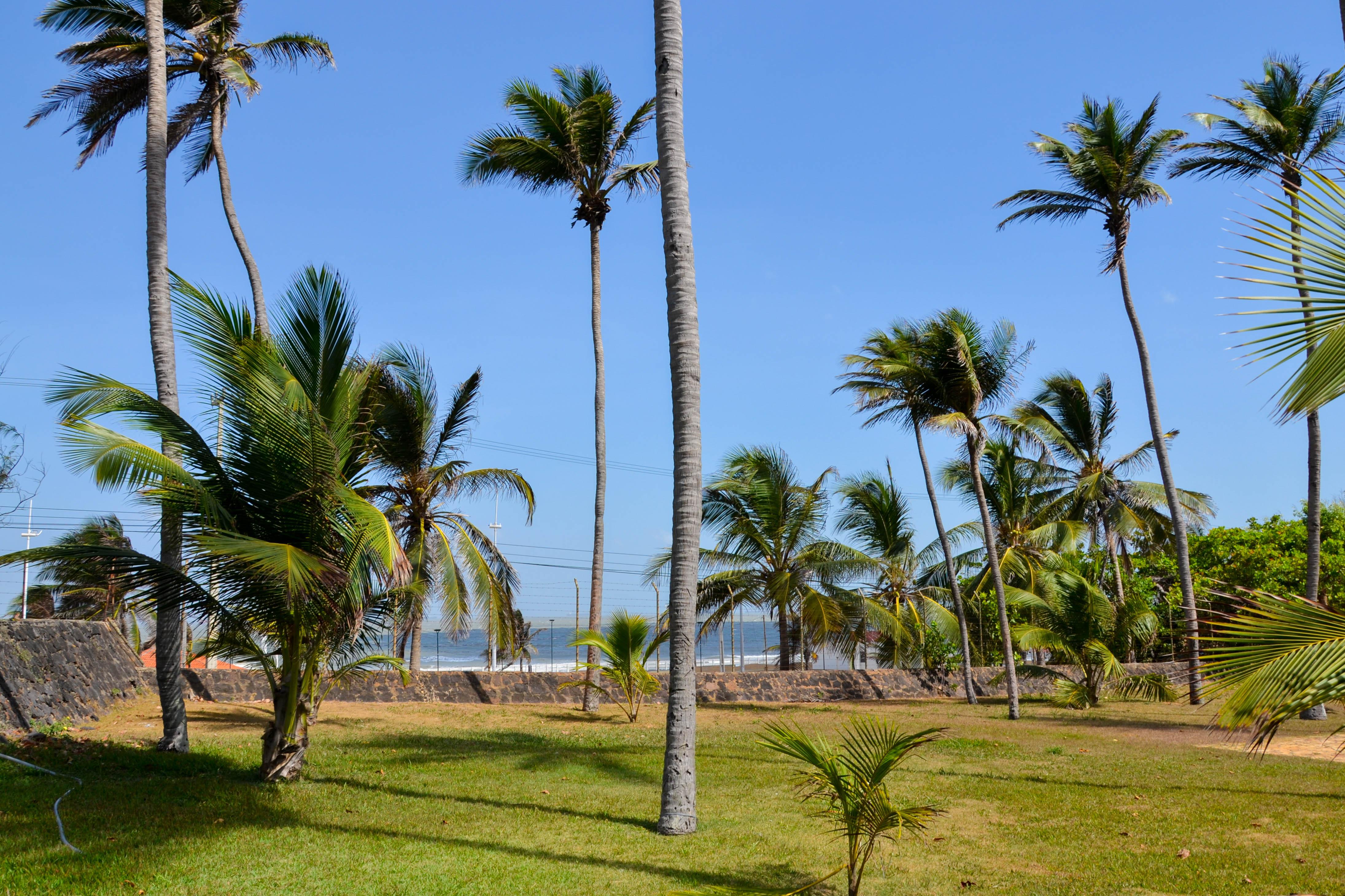Blue Tree Towers Sao Luis Hotel Luaran gambar Palm trees in the park